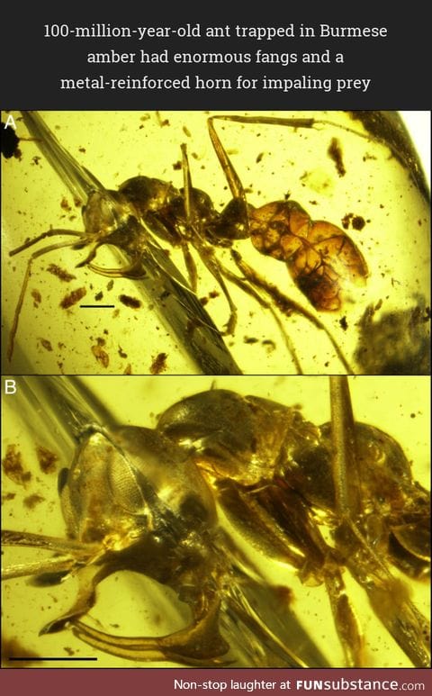 100-million-year-old ant trapped in Burmese amber