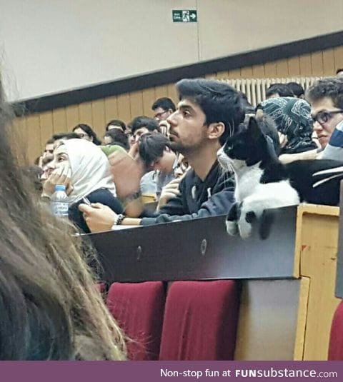 College cat earning a Meowsters degree