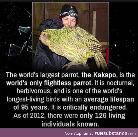 Worlds largest parrot