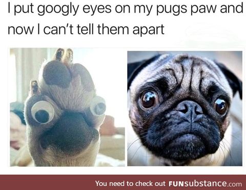 There are only 2 picture of pugs here