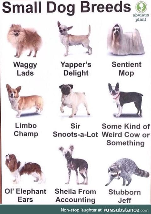 Different Smol Boofer Types