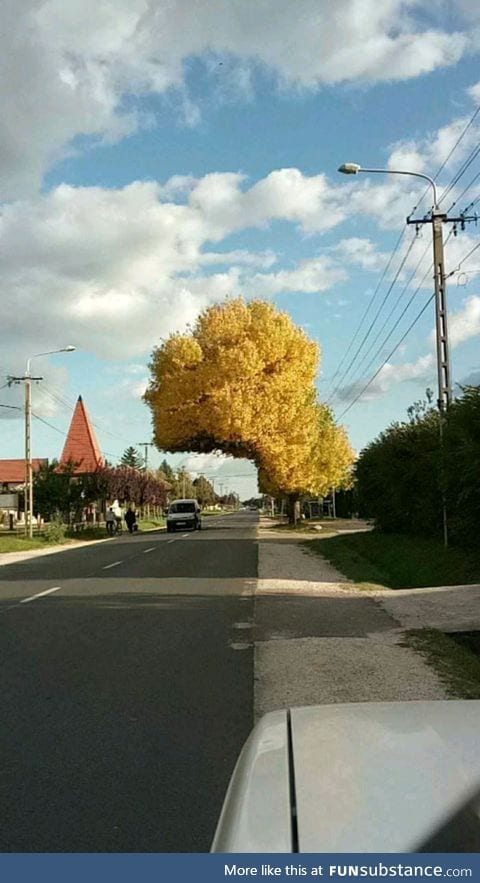 Just a tree in Hungary