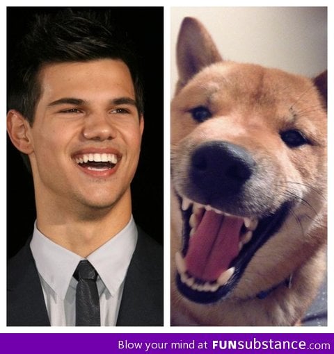 They say this dog looks like taylor lautner