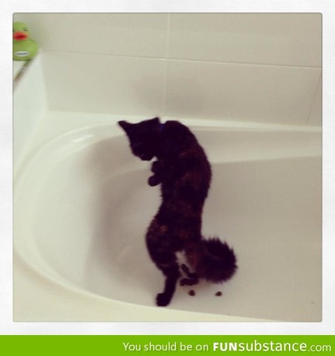 This cat was pooping in the bathtub standing up