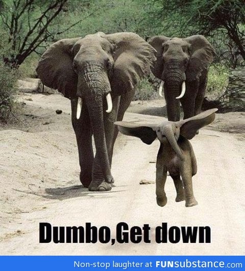 Dammit dumbo