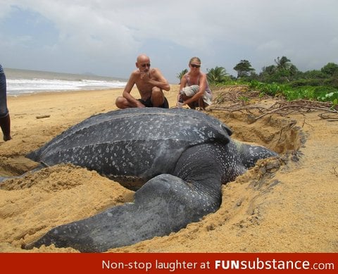 Giant leatherback sea turtle