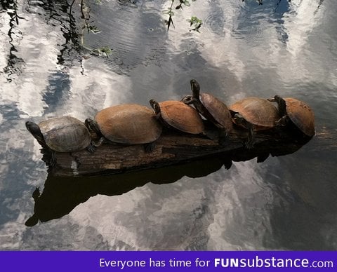 Turtle conga line at the park