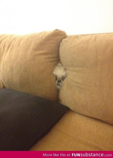 Dog isn't very good at hide and seek