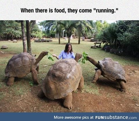 I love giant turtles