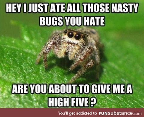 Misunderstood spider is misunderstood