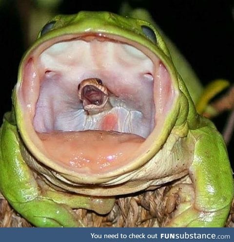 Snake sings soprano, frog sings basso