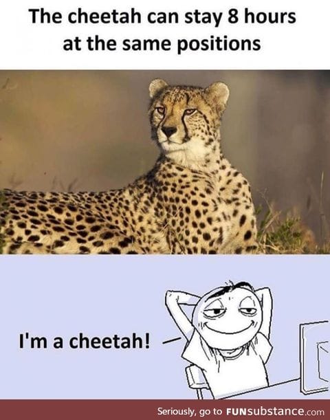 I am cheetah