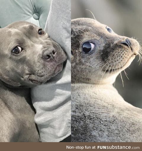 Seals are just water doggos