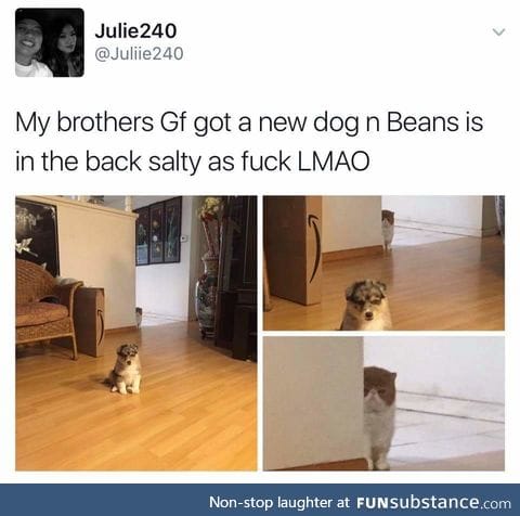 Poor beans