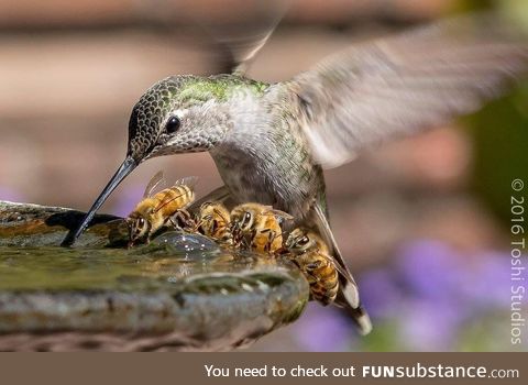 Close-up pic of a hummingbird feeding
