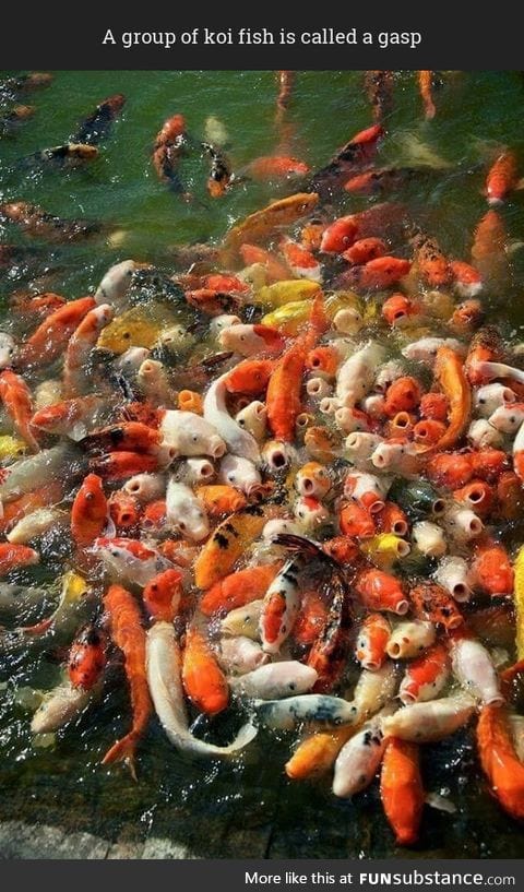 A group of koi fish is called a gasp