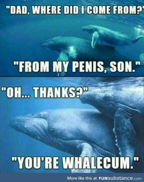 Where do whales come from