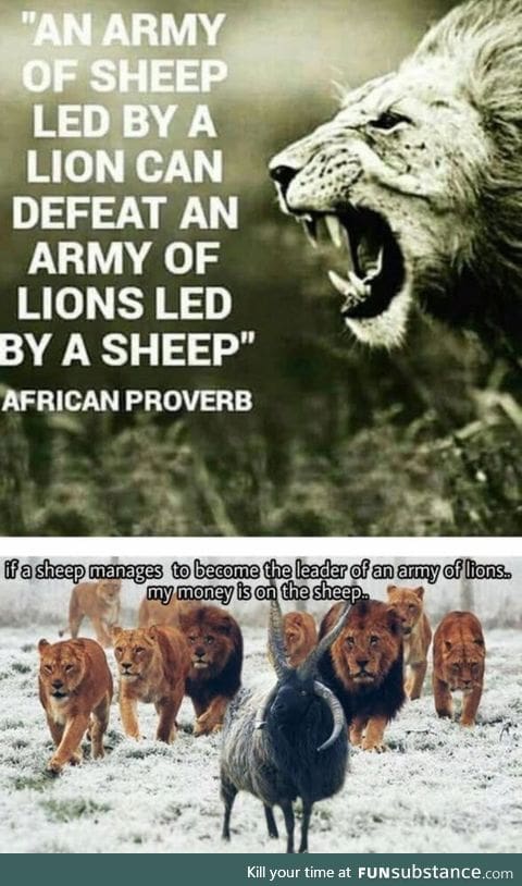 Sheep v lion