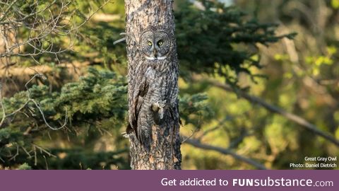 Great grey owl camouflage