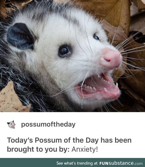 Me: am a screaming possum