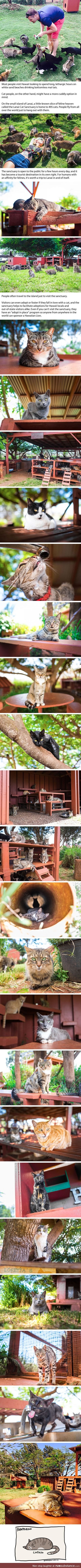 Cuddle 500 kitties at this heavenly cat sanctuary in hawaii