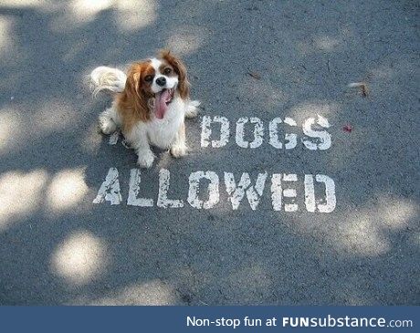 Yes. Dogs allowed!