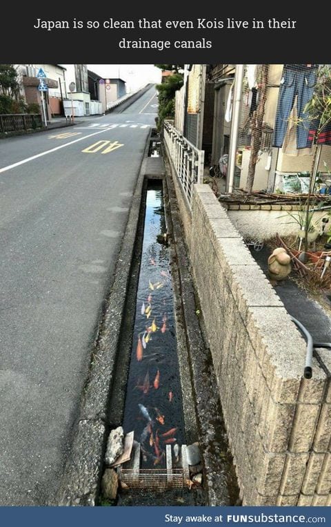 Kois living in their drainage canals