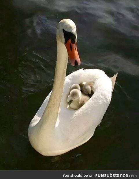 Nice little family