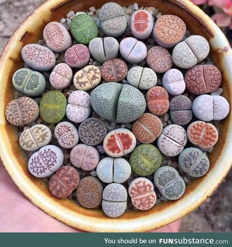 Lithops, Namibian and South African plants that have evolved to look like stones