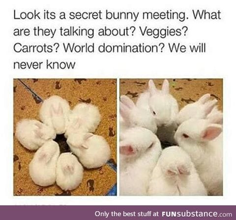 Secret bunny meeting