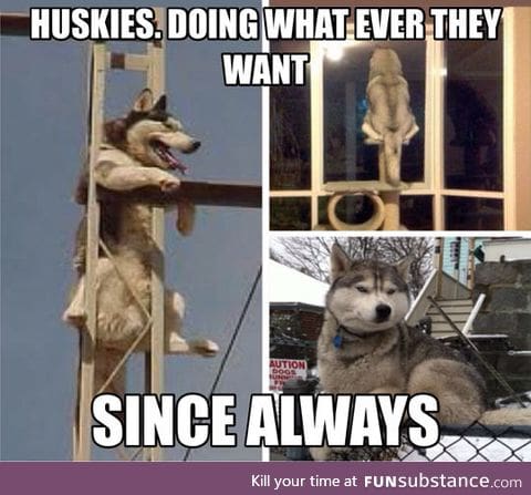 Truth about huskies
