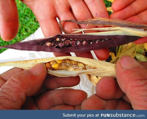 This is teosinte, or zea, the original ancestor of modern corn
