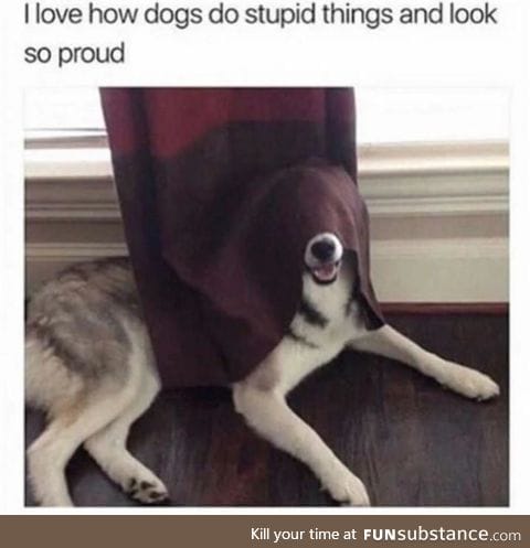 Dogs are wholesome