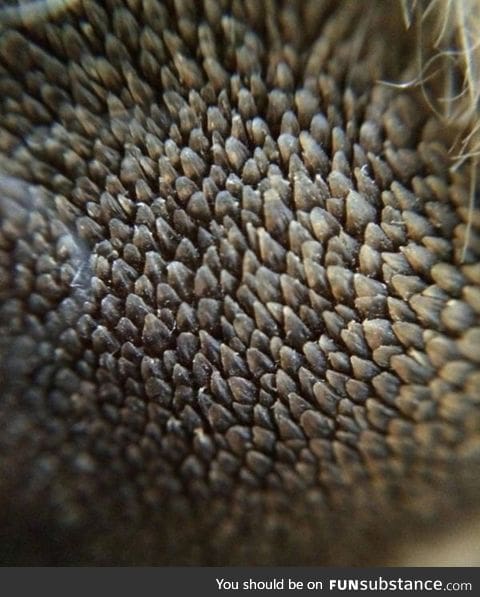 This close up of a dogs paw