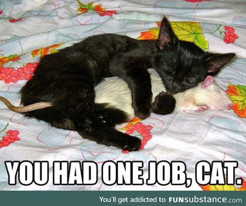 It was one job, cat