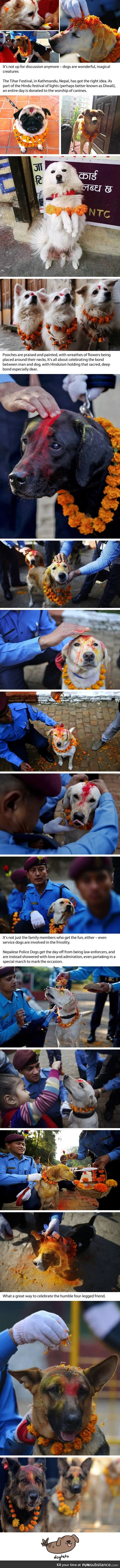 Dogs are blessed with colourful tilaka during the tihar festival in nepal