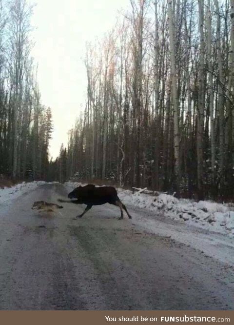 Just a moose kicking a VERY stupid wolf.