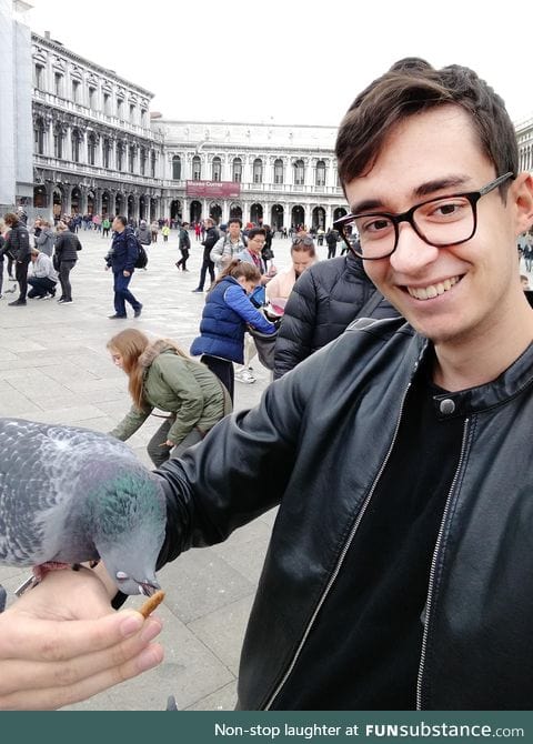Pigeon forgot how to pigeon