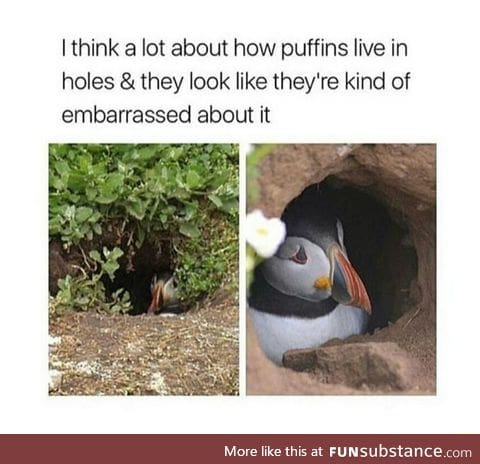 You're not ugly, puffin