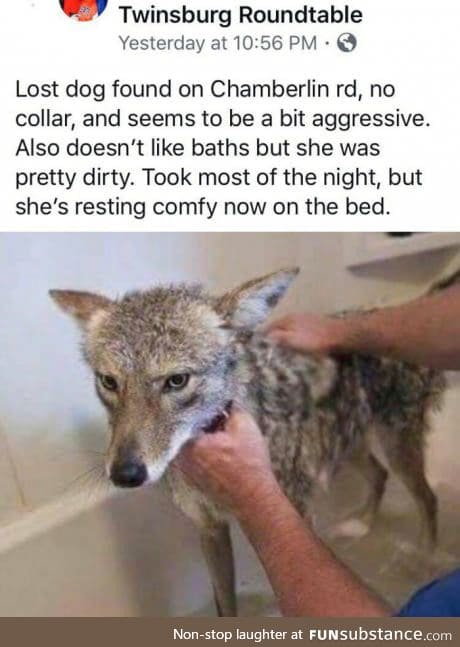 Meanwhile in the US (yes, it's a coyote)