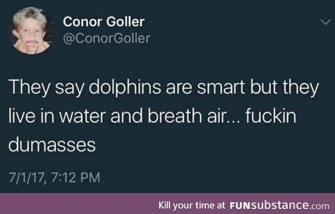 Dolphins are actually stupid