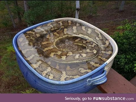 Carpet Python cooling off in a bird bath in Australia
