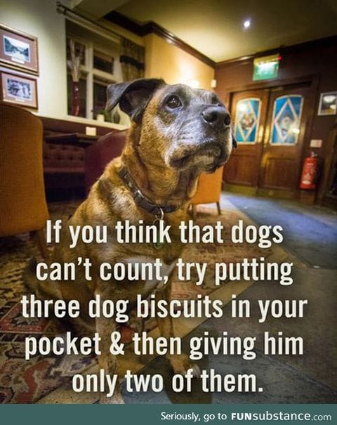 Apparently dogs can count