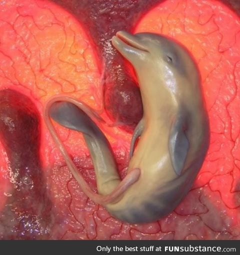 Image of a dolphin fetus created with dimensional ultrasounds and camera probes