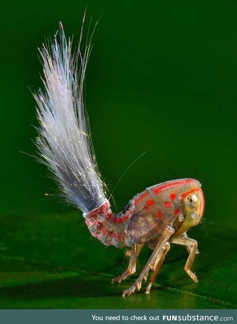 New species of insect found living in the South American Rainforest