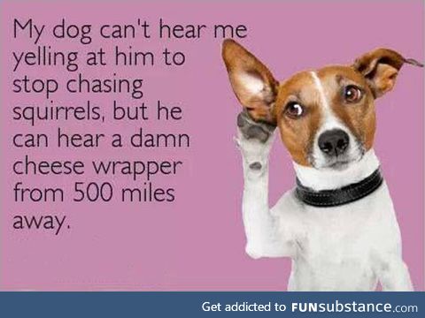 Selective hearing of a dog