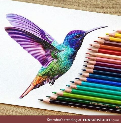 Hummingbird drawing