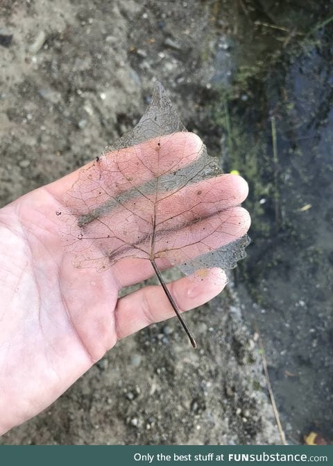 Leaf decomposing in a pond became completely transparent