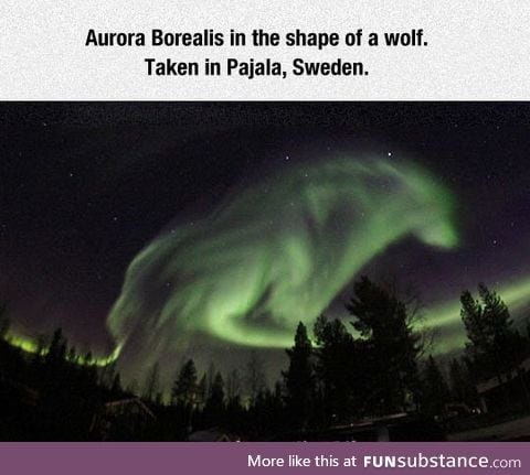 Wolf aurora borealis