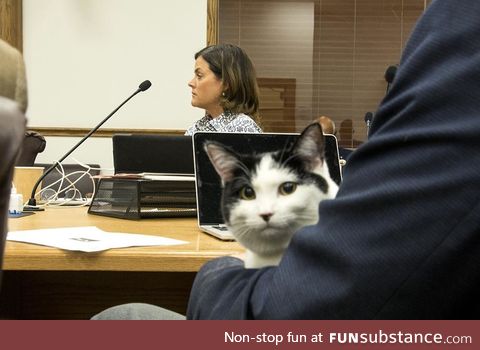 Cat attends Denver City Council meeting